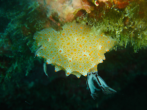 クリアブルーなラチャヤイ島_f0144385_22202935.jpg