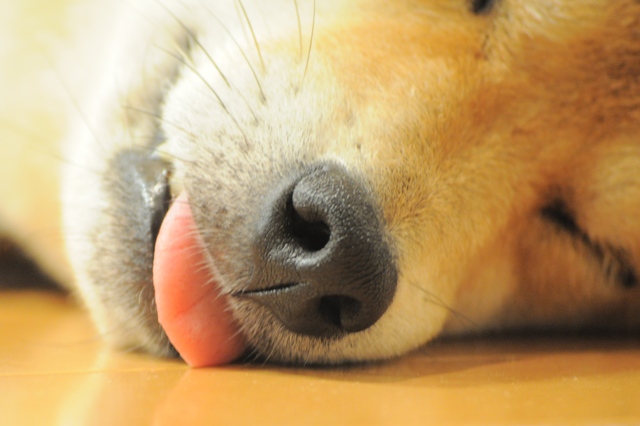 これ食べたの、誰ですか?_a0126590_0574085.jpg