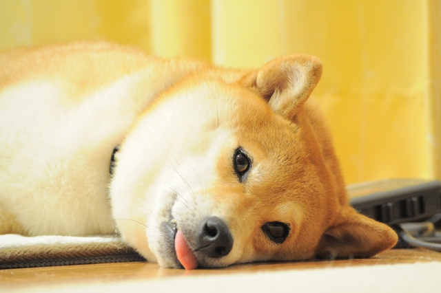 これ食べたの、誰ですか?_a0126590_0582972.jpg