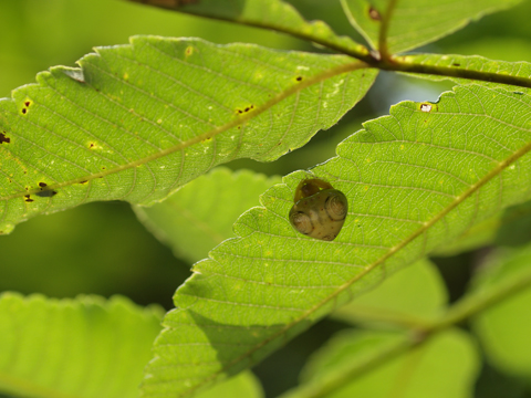 カマキリそっくりな蜘蛛、オオトリノフンダマシ_b0053192_16274223.jpg