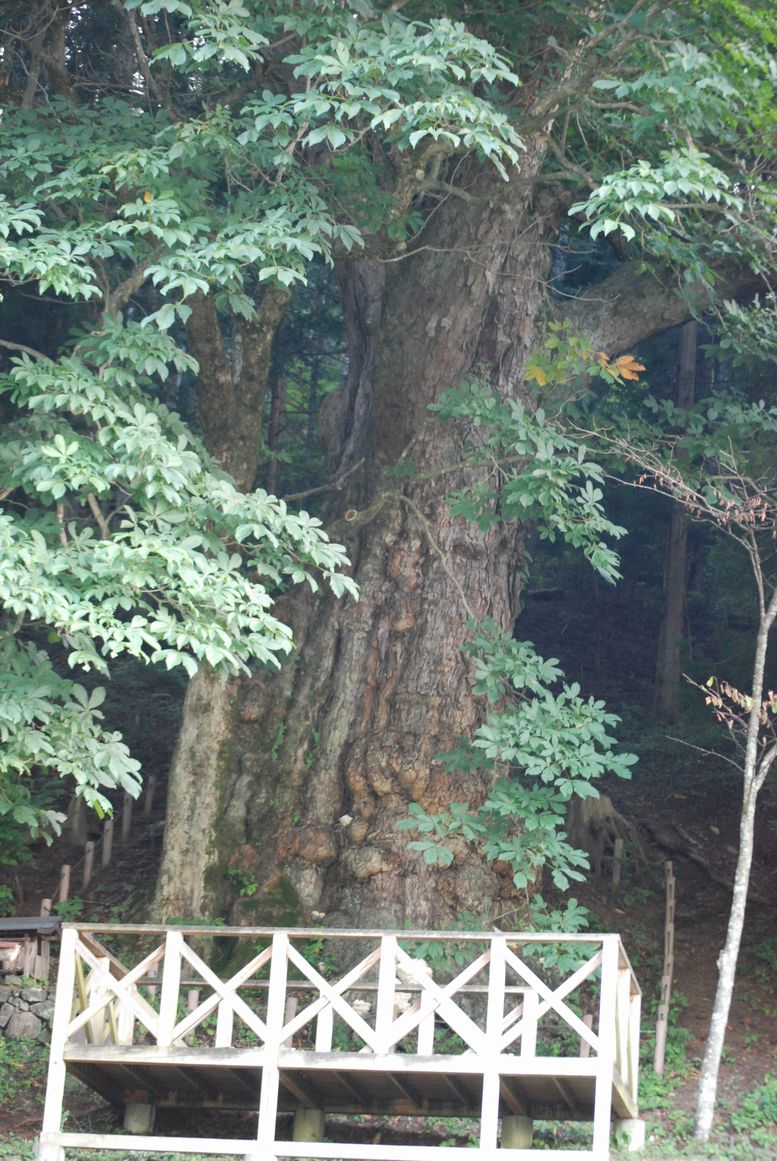 贄川　トチの木　CD付き絵本「うえんじいさんのき」ミーティング_d0063599_7503688.jpg