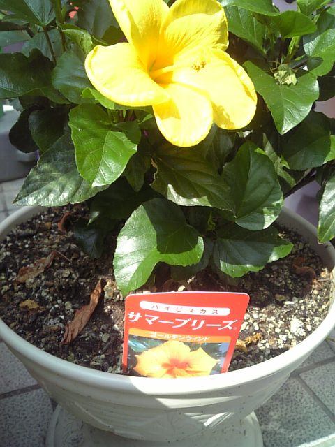 夏の花 ハイビスカス 道の駅にて 徳ちゃん便り 夏の花 ハイビスカス 道の駅にて 徳ちゃん便り