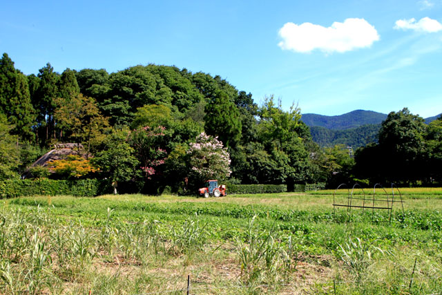 残暑の嵯峨野 落柿舎 _e0048413_2001176.jpg
