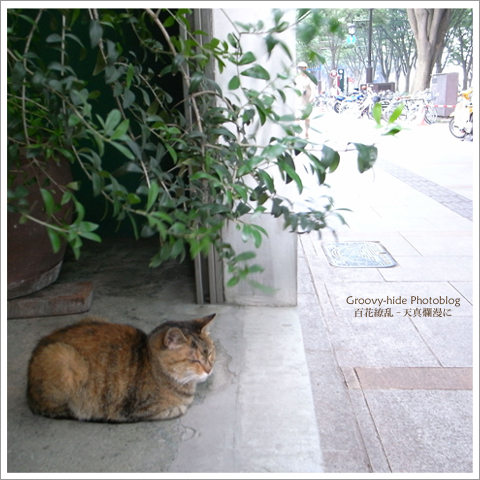 Strolls in SENDAI 2010.8/28_f0235326_8331081.jpg