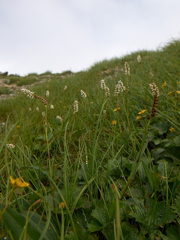 周北極要素の高山植物(その1)_c0006928_054150.jpg