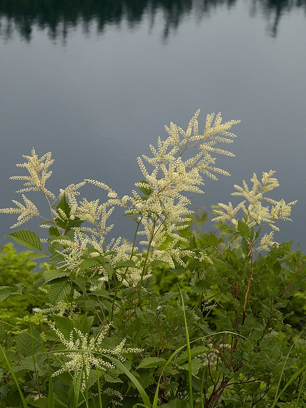 周北極要素の高山植物(その３)_c0006928_14302659.jpg