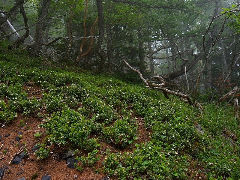 周北極要素の高山植物(その３)_c0006928_15464310.jpg