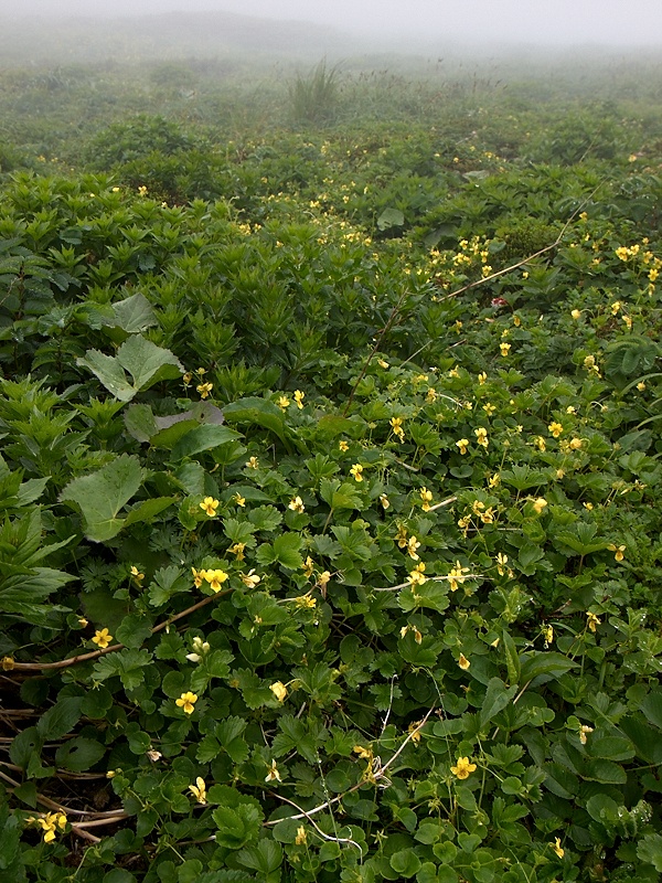 周北極要素の高山植物(その３)_c0006928_16312879.jpg