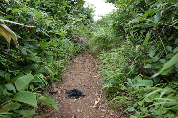 真夏の登山道で見つけたもの_a0087133_18163584.jpg