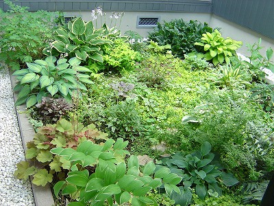 ガーデン シェード 「シェードガーデン」の庭づくり｜日陰に強いおすすめの植物を紹介