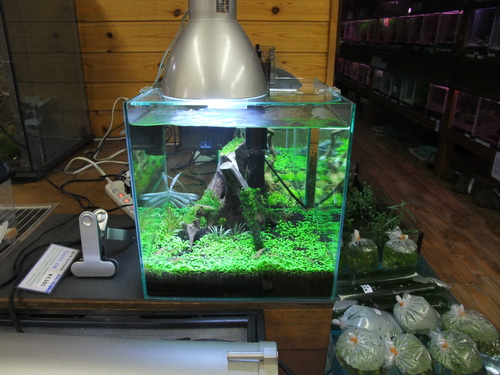 水草水槽オススメ商品 メディアニュース