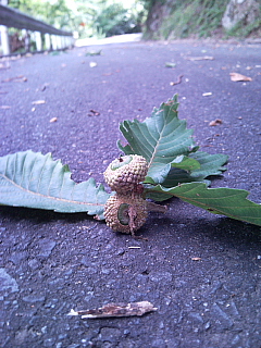 a0157160_22231.jpg