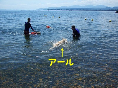 琵琶湖でワンズの水遊び Angel S Eyes