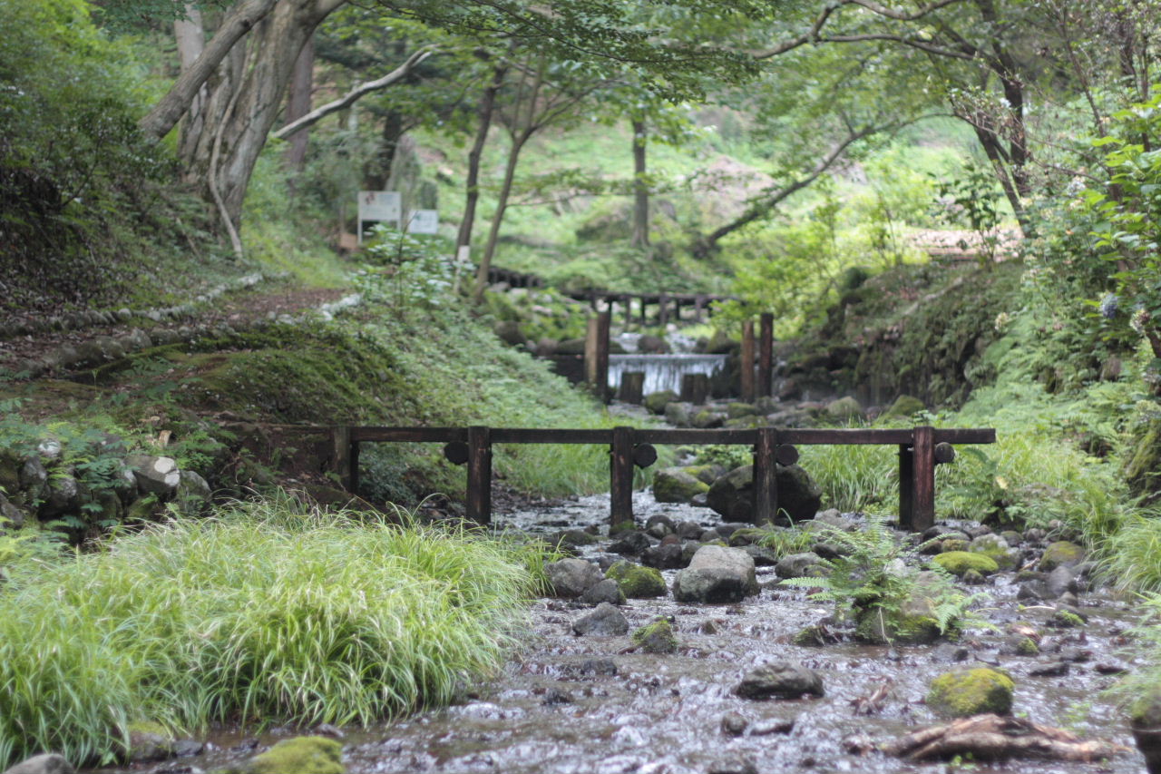 駿河平自然公園　　（湧水巡り2/2）_e0162768_21423026.jpg