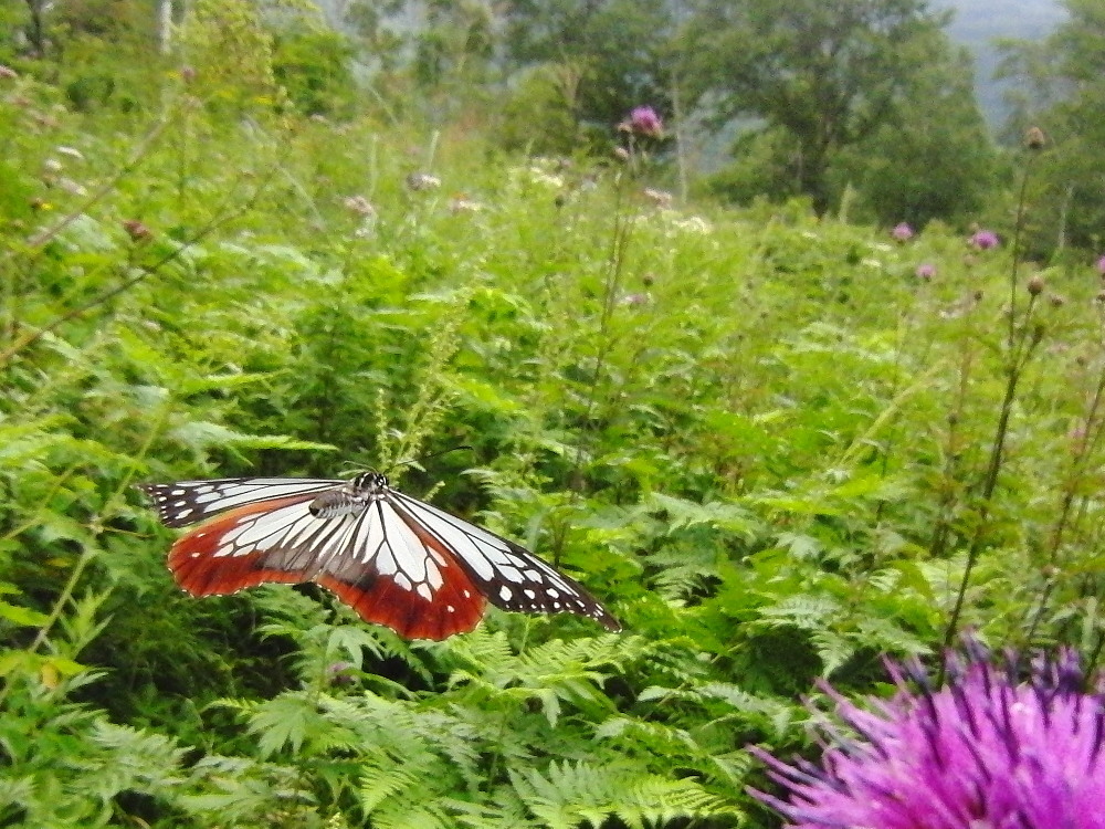 アサギマダラ　移動追跡のマーキング会　　2010.8.21群馬県_a0146869_37210.jpg