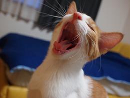 猫さん♪_f0202682_141643.jpg