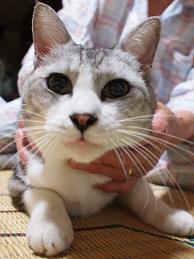 猫さん♪_f0202682_14321258.jpg