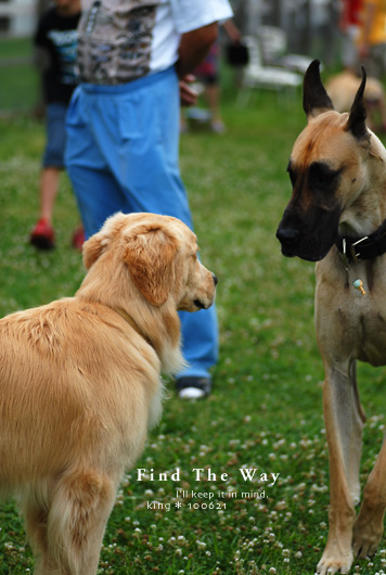 犬的散歩日和 千葉 船橋 アンデルセン公園ドッグラン ２ ２ Find The Way