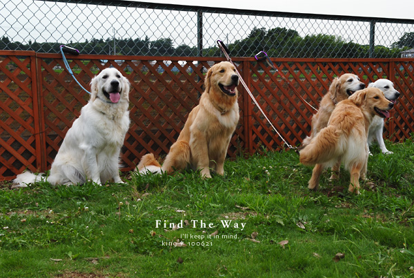 犬的散歩日和 千葉 船橋 アンデルセン公園ドッグラン ２ ２ Find The Way