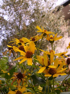 a0123003_1485375.jpg