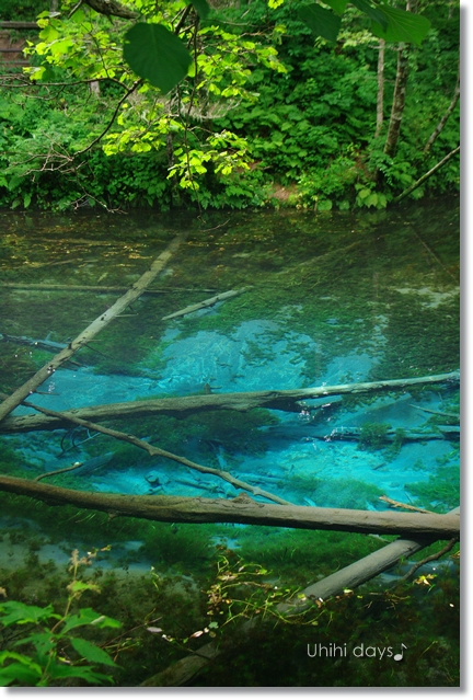 摩周湖の湧き水 神の子池 うひひなまいにち