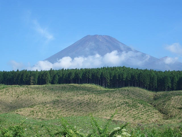 富士山国有林での下草刈りとトコロテン_f0141310_2225113.jpg