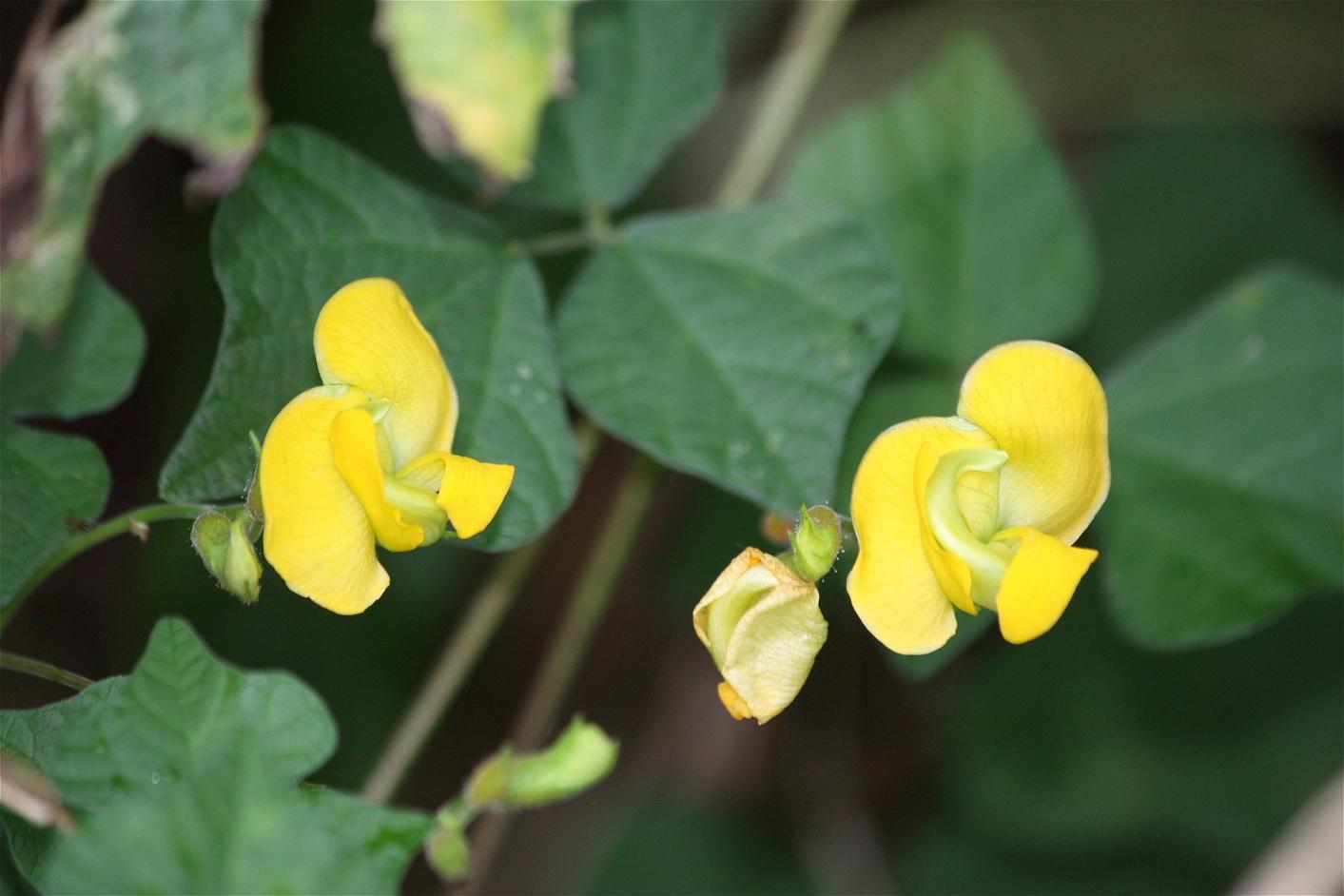 ノアズキ 野小豆 の花 椿壽菴だより ノアズキ 野小豆 の花 椿壽菴だより