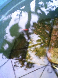 b0160614_13155567.jpg