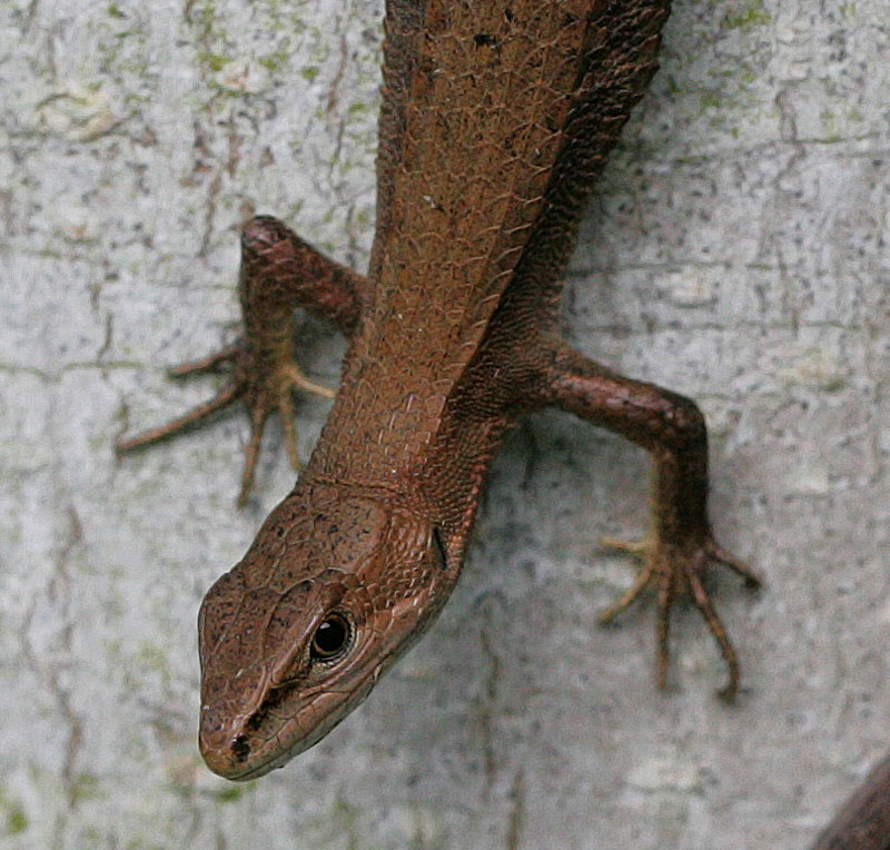 北のカナヘビ Takydromus tachydromoides_f0161823_10274746.jpg