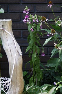f0170524_13172281.jpg