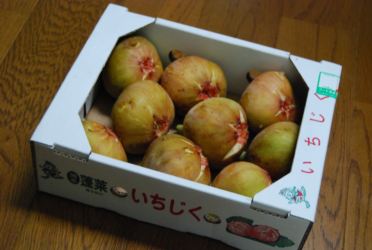 今年もやって来た無花果の季節_c0148634_1131541.jpg