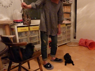 キャットシッターがやってきた猫 のぇるろった編。_a0143140_2531484.jpg