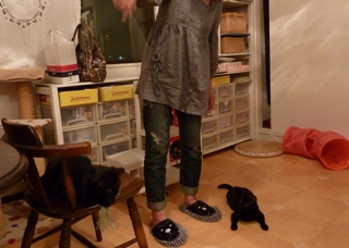 キャットシッターがやってきた猫 のぇるろった編。_a0143140_2532462.jpg