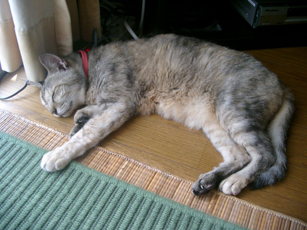 アホアホ生き物大図鑑「天丼くん」_b0152240_2225713.jpg