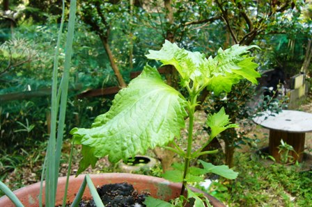 d0053940_11171842.jpg
