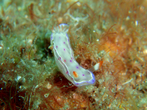 虹とウミウシ!_b0186442_7495510.jpg