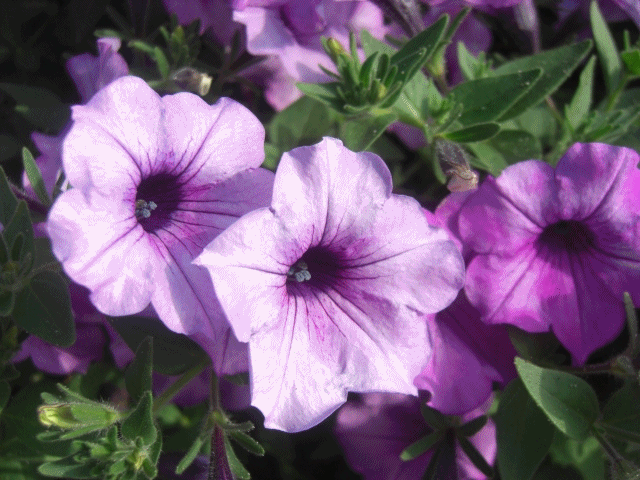 f0031546_20253828.gif