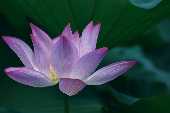 最後の輝き（城陽・ハス）_f0155048_23121528.jpg