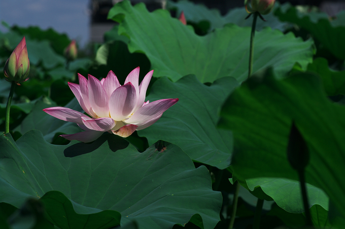 最後の輝き（城陽・ハス）_f0155048_23125377.jpg