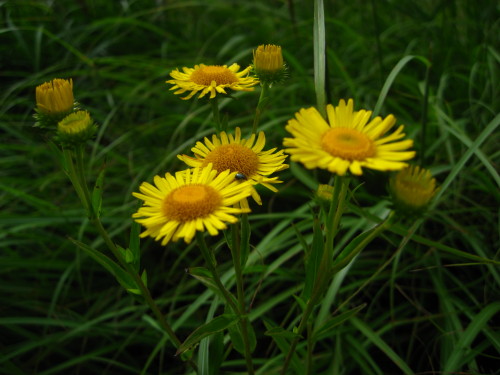 c0179351_17394657.jpg