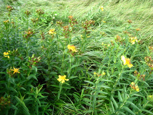 c0179351_17411150.jpg
