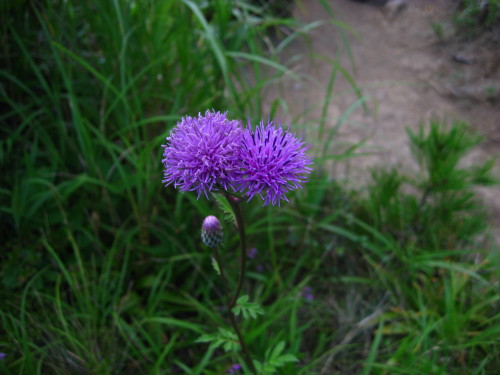 c0179351_17462882.jpg