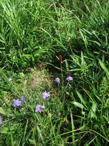 c0179351_1748396.jpg