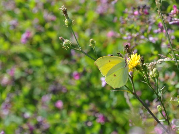 c0045352_2211517.jpg