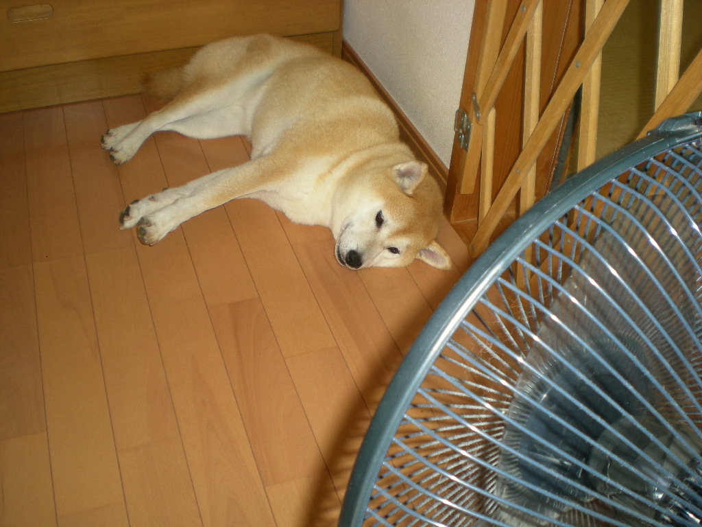 2010年8月30日(月)暑いけど快適!_f0060461_10213485.jpg