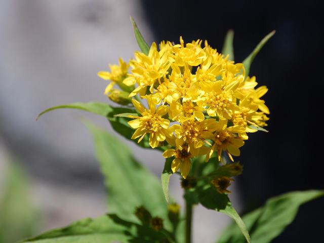 深山秋の麒麟草 ミヤマアキノキリンソウ 新 四季の花
