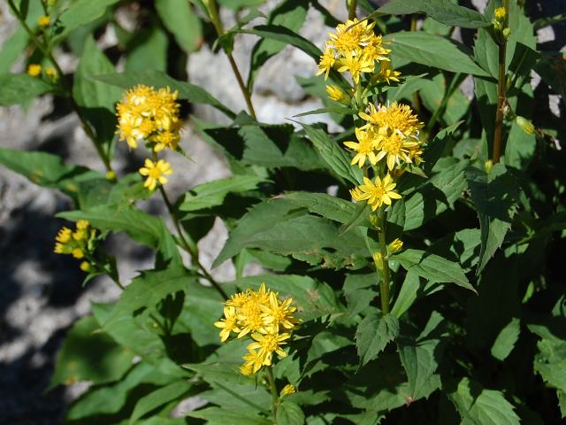深山秋の麒麟草 ミヤマアキノキリンソウ 新 四季の花