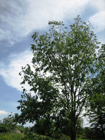 b0097183_11325047.jpg