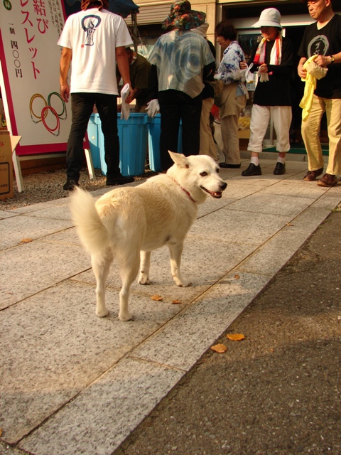 高崎観音山万灯会 2010_b0011185_16323373.jpg