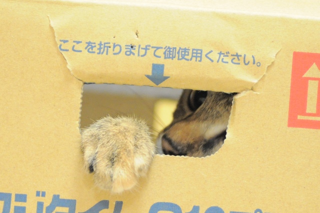 焼きもちやきのつつじちゃん_a0126590_658799.jpg